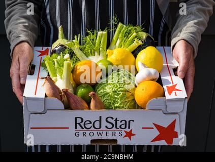 Uomo che indossa grembiule che consegna scatola di frutta e verdura fresca: cavolo sabaudo, scalogni, arance, limoni, limoni, finocchio, melanzana Foto Stock