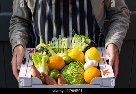 Uomo che indossa grembiule che consegna scatola di frutta e verdura fresca: cavolo sabaudo, scalogni, arance, limoni, limoni, finocchio, melanzana Foto Stock