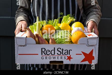 Uomo che indossa grembiule che consegna scatola di frutta e verdura fresca: cavolo sabaudo, scalogni, arance, limoni, limoni, finocchio, melanzana Foto Stock