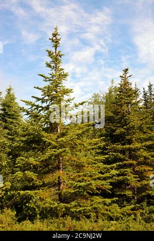 Foreste di conifere, cime di alberi Foto Stock