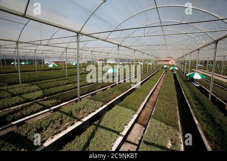 Sao Carlos, SP, Brasile - 06 agosto 2007 - i lavoratori in serra trattano piantine di eucalipto per reimpianto industriale Foto Stock