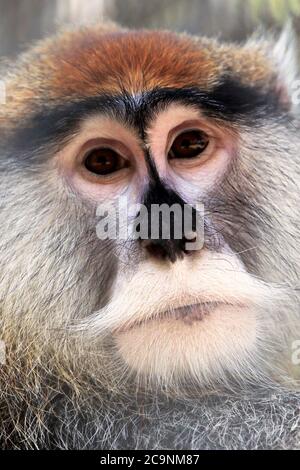 Un ritratto di una scimmia Patas, Erythrocebus patas. Popcorn Park Zoo, Forked River, New Jersey, USA Foto Stock