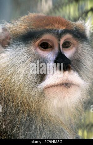 Un ritratto di una scimmia Patas, Erythrocebus patas. Popcorn Park Zoo, Forked River, New Jersey, USA Foto Stock