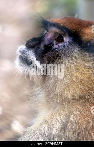 Una scimmia Patas allo zoo di Popcorn Park, Forked River, New Jersey, USA Foto Stock