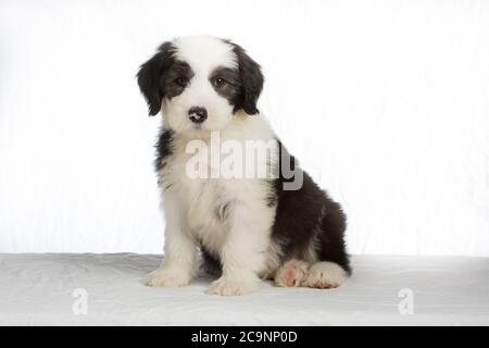 Un cucciolo di Old English Sheepdog in uno studio con un backgroun bianco a chiave alta Foto Stock