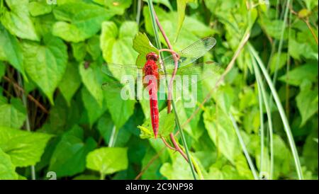 Bella Dragonfly rossa su foglia verde Foto Stock