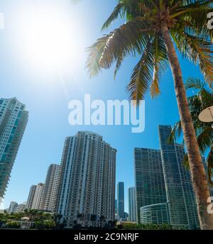 Grattacieli e palme nel lungofiume di Miami in una giornata di sole. Florida, Stati Uniti Foto Stock