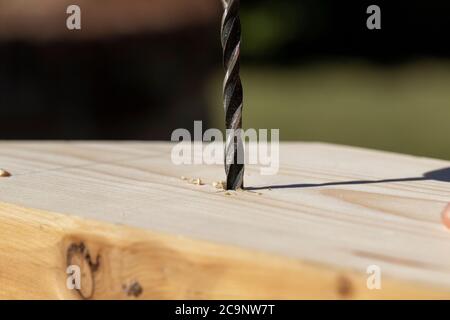 Un ritratto closeup di una persona che fora un buco in un pezzo di legno di pino. La punta da trapano per legno si è già forata una punta nella tavola di legno, il Foto Stock