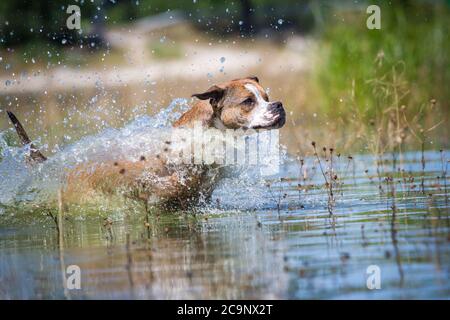 American Pit Bull Terrier cane che corre nel lago, estate acqua divertimento Foto Stock