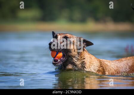 Belgian Shepherd Dog (Malinois) nuotare nel lago e scaricare una palla, estate acqua divertimento Foto Stock