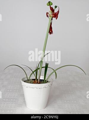 Capsule di semi su un Amaryllis. Hippeastrum è un genere di circa 90 specie e più di 600 ibridi e cultivar di piante erbacee perenni bulbose. Foto Gippe Gustafsson Foto Stock