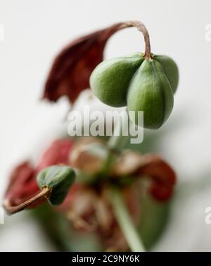 Capsule di semi su un Amaryllis. Hippeastrum è un genere di circa 90 specie e più di 600 ibridi e cultivar di piante erbacee perenni bulbose. Foto Gippe Gustafsson Foto Stock