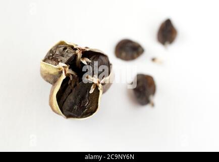 Capsule di semi su un Amaryllis. Hippeastrum è un genere di circa 90 specie e più di 600 ibridi e cultivar di piante erbacee perenni bulbose. Foto Gippe Gustafsson Foto Stock