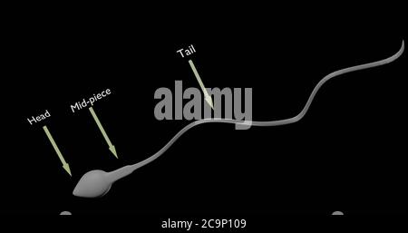 Cellule spermatozoi o spermatozoi nell'illustrazione 3d Foto Stock