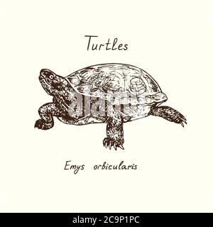 Collezione tutles, Emys orbicularis (tartaruga europea), doodle disegnata a mano, disegno in stile gravure, illustrazione Foto Stock