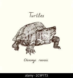 Collezione tutles, Chinemys reevesii (Mauremys reevesii, tartaruga cinese, tartaruga cinese a tre chiglie, tartaruga di Reeves), doodle disegnata a mano Foto Stock