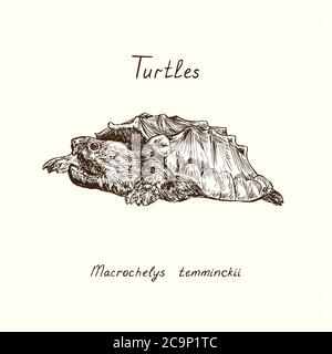 Collezione tutles, tartaruga a scatto con alligatore (Macrochelys temminckii), doodle disegnata a mano, disegno in stile gravure Foto Stock