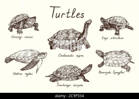 Collezione di tartarughe, Chinemys reevesii, Emys orbicularis, Chelonoidis-nigra, Chelonia mydas, Geoemyda spengleri, Trachemys scripta elegans Foto Stock