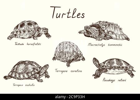 Collezione tutles, Testudo horsfieldii, Macrochelys temminckii, Terrapene carolina, Terrapene coahuila, Pseudemys nelsoni, doodle disegnate a mano, disegno Foto Stock