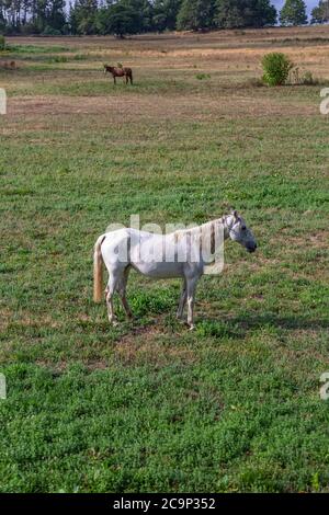 Vista del bel cavallo bianco pascolo in un campo di erbe verdi, cavallo marrone su sfondo... Foto Stock