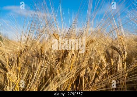 Orzo campo. Orecchie di Barley dorato. Splendido paesaggio al tramonto. Sfondo delle orecchie di maturazione. Crop. Di cereale maturo primo piano Foto Stock