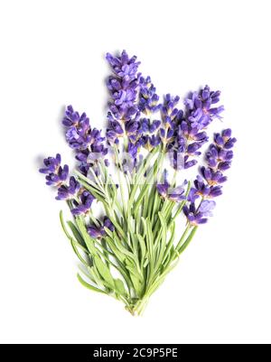 Fiori pacchetto lavanda su sfondo bianco Foto Stock