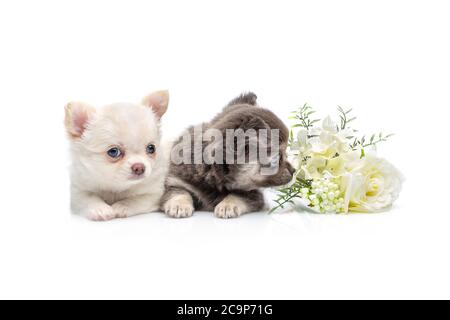 due bellissimi cani cuccioli chihuahua purebred con fiore isolato su seduta bianca. studio shot. Foto Stock