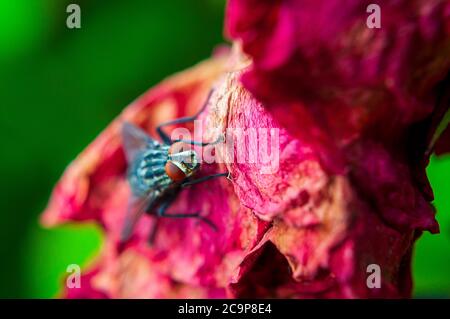 Vola su una rosa marcio Foto Stock