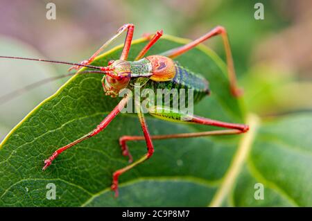 Il cricket colorato si siede sulla foglia di verde Foto Stock