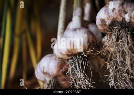 aglio su fondo di legno, fuoco morbido Foto Stock