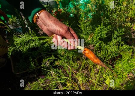 Una donna tira su una carota dal suo giardino di verdure per il suo pasto serale Foto Stock