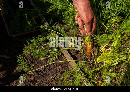 Una donna tira su una carota dal suo giardino di verdure per il suo pasto serale Foto Stock