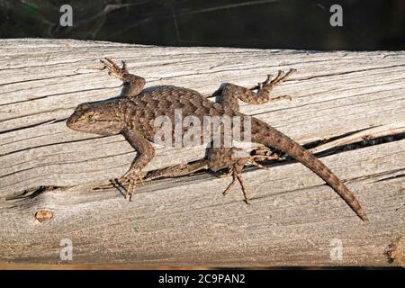 Primo piano di una comune lucertola di recinzione occidentale, Sceloporus occidentalis, alla ricerca di insetti. Foto Stock