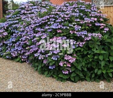 Giardino anteriore, ghiaia, Hydrangea macrophylla 'Blue Wave' Foto Stock