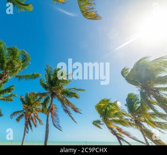Palme sul mare a Smathers Beach, Stati Uniti Foto Stock