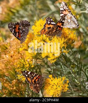 Un gruppo di farfalle dipinte Lady che si nutrono di una pianta di rabbitbrush durante un grande evento migratorio attraverso il Colorado. Foto Stock