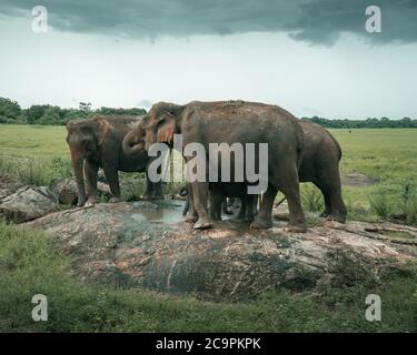 Famiglia di elefanti asiatici che beve acqua su una roccia nello Sri Lanka. Foto Stock
