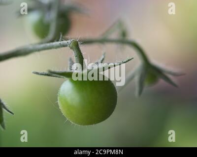 Macro di un pomodoro di ciliegia verde, si spalmavano dei sepsi, su una vite con piccoli capelli o tricomi che si levano in piedi alla luce del giorno, con uno sfondo morbido e sfocato Foto Stock