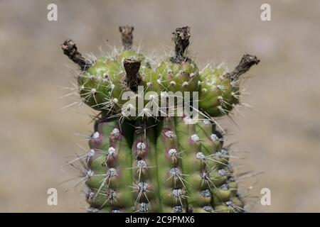 Nuova crescita su un cactus colonnare nelle rovine della città pre-ispanica di Dainzu Zapotec, nella Valle Centrale di Oaxaca, Messico. Foto Stock