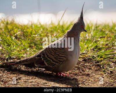 Un Pigeon crestato seduto a terra, Ocyphaps lopotes Foto Stock