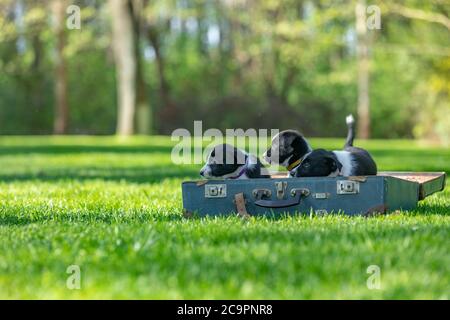 Border Collie cucciolo in natura. Adorabile ritratto di incredibile sano e felice cucciolo di collie bordo bianco e nero Foto Stock
