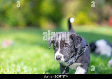 Border Collie cucciolo in natura. Adorabile ritratto di incredibile sano e felice cucciolo di collie bordo bianco e nero Foto Stock