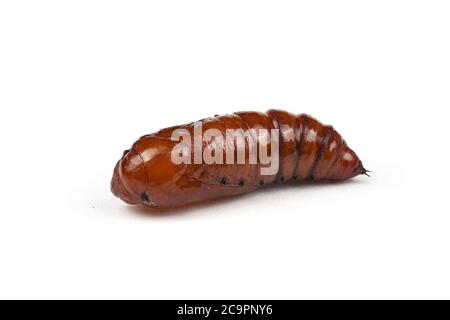 Pupa di falkmoth della testa della morte maggiore (Acherontia atropos) isolato su bianco. Foto ad alta risoluzione. Profondità di campo completa. Foto Stock