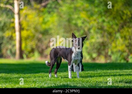 Collie di bordo marrone che corrono sull'erba verde. Il parco Ion Green di razza più intelligente del cane Foto Stock