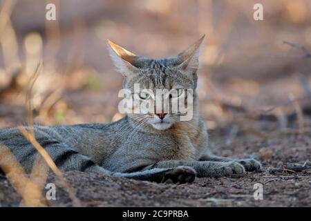 Ritratto di un africano il gatto selvatico (Felis silvestris lybica), Deserto Kalahari, Sud Africa Foto Stock