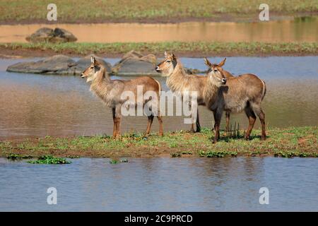 Femmina di acqua buck (Kobus ellissiprymnus) in habitat naturale, Kruger National Park, Sudafrica Foto Stock