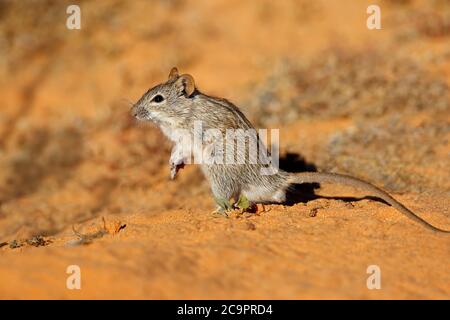 Un piccolo topo a strisce (Rhabdomys pumilio) in habitat naturale, Sudafrica Foto Stock