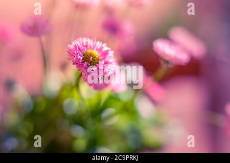 Bella primavera fiori mazzo viola arte di disegno sfondo. Fiori di lilla viola in fiore in un giardino. Foto Stock