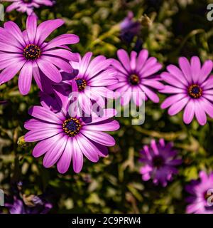 Prato estivo luminoso in natura ai raggi del sole. Primo piano estivo di una macro. Arte estate paesaggio floreale; bella natura estiva Foto Stock