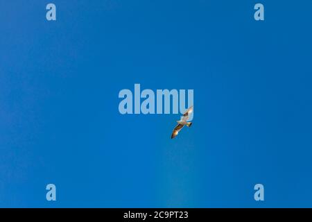 Gabbiano a testa circolare. Seagull volare in cielo drammatico nuvoloso Foto Stock